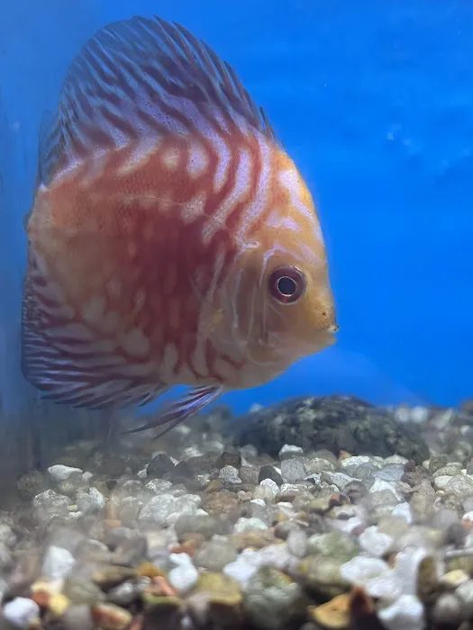 Atlantis Fish Shoppe Picture 5