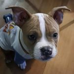 PetVet Vaccination Clinic