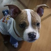 PetVet Vaccination Clinic ico