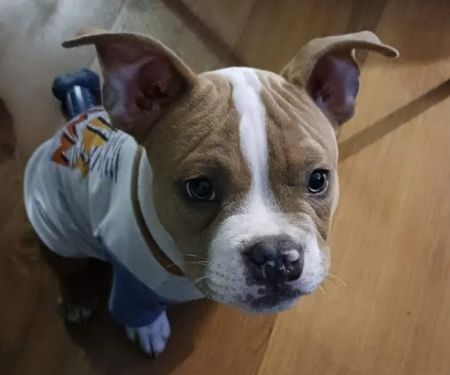 PetVet Vaccination Clinic