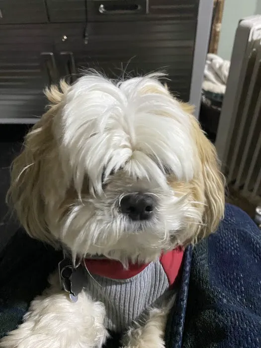 PetVet Vaccination Clinic Picture 8