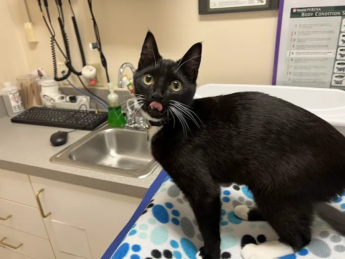 Cat Hospital At Towson Picture 1
