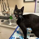 Cat Hospital At Towson