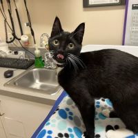 Cat Hospital At Towson ico