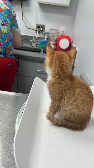 Cat Hospital At Towson Picture 4