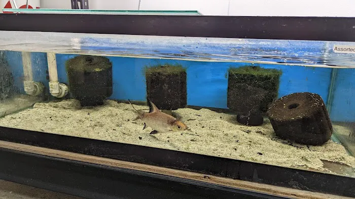 Fishy Bizz Picture 1