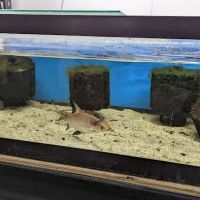 Fishy Bizz ico