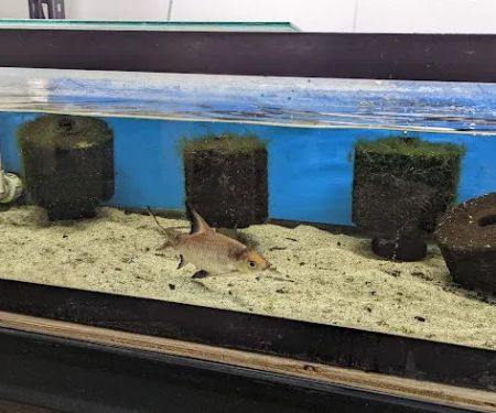 Fishy Bizz