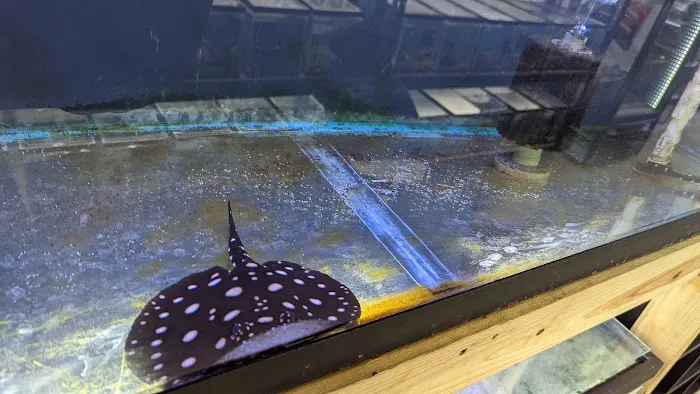 Fishy Bizz Picture 2