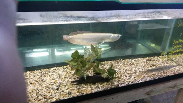 Fishy Bizz Picture 3