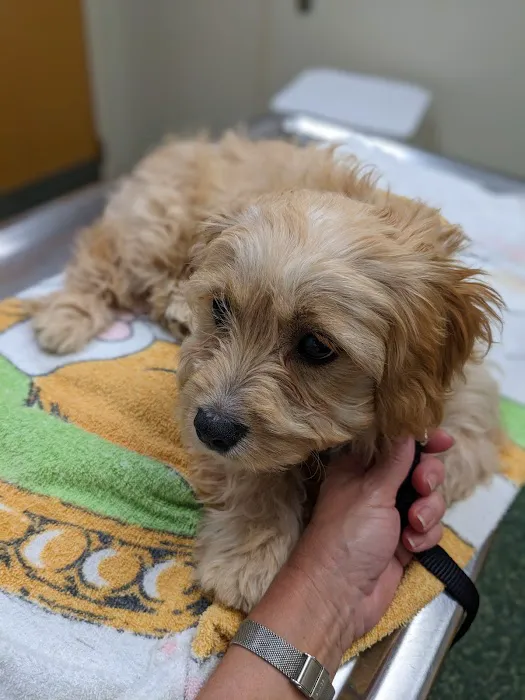 Falls Road Animal Hospital Picture 5