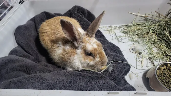 Falls Road Animal Hospital Picture 4