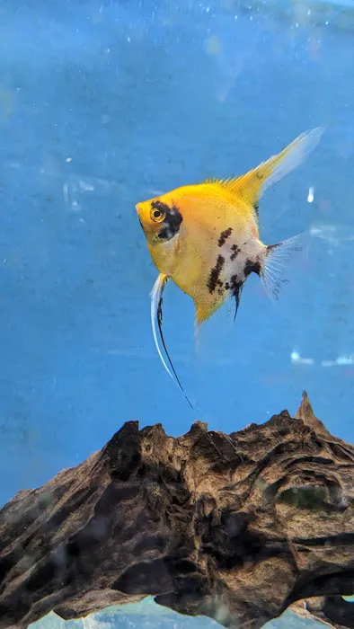 Fantastic Fins Picture 2