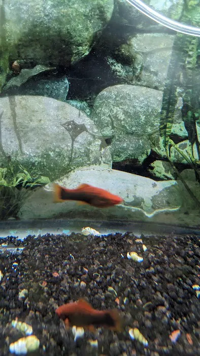 Fantastic Fins Picture 8