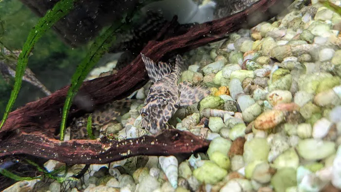 Fantastic Fins Picture 7