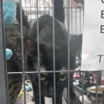 Tolonen Family Pet