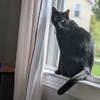 Loving Pet Care Hospital ico