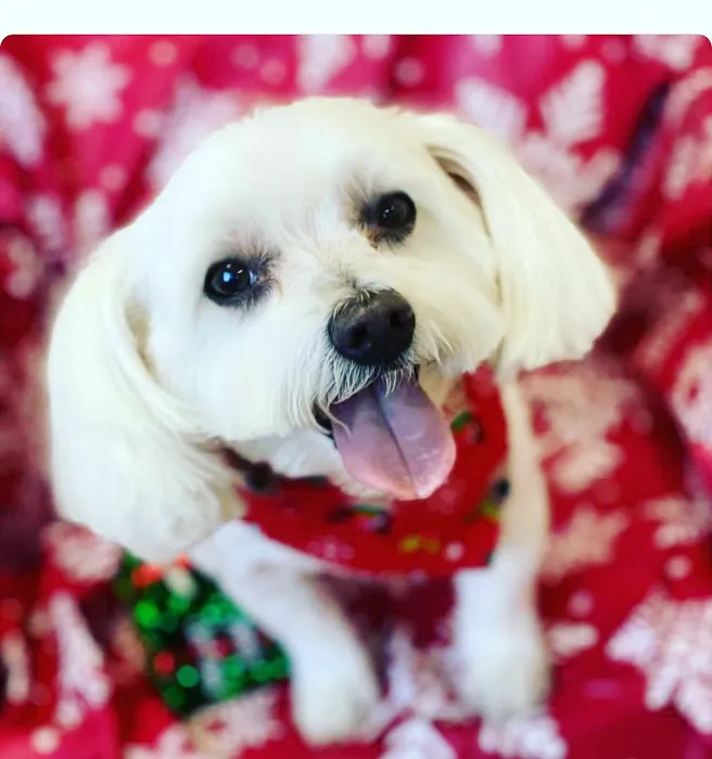 Loving Pet Care Hospital Picture 3