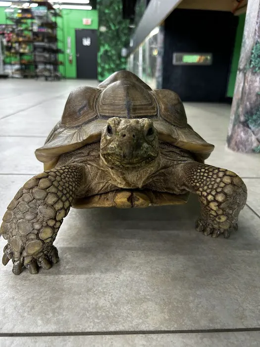 Raising Reptiles Picture 1