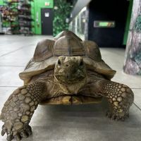 Raising Reptiles ico