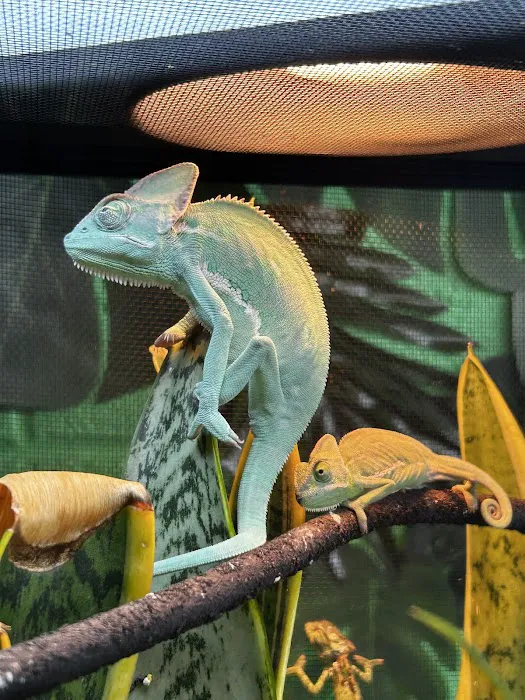 Raising Reptiles Picture 3