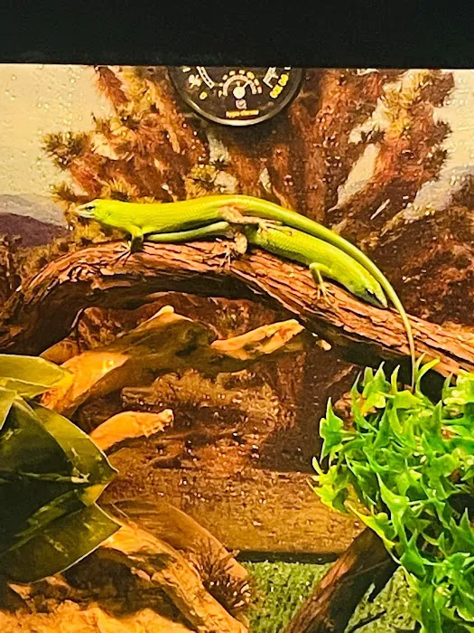 Raising Reptiles Picture 5