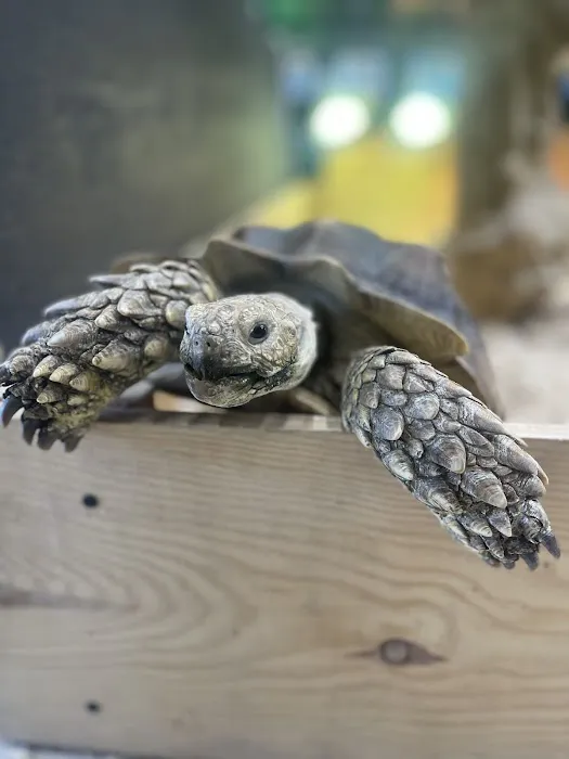 Raising Reptiles Picture 6