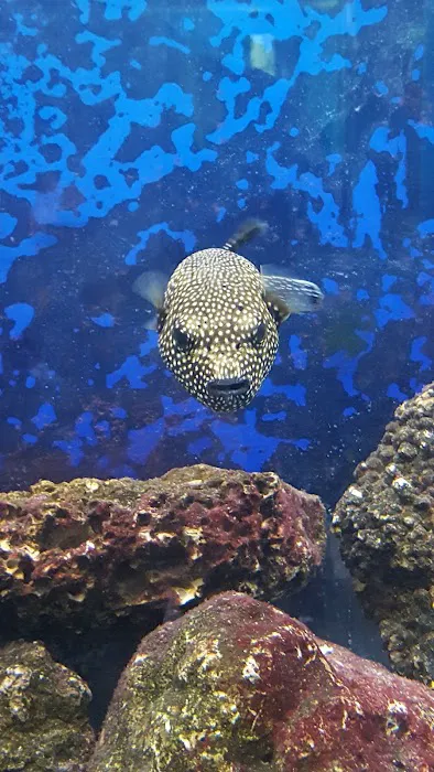 The Preferred Aquatics Collection Picture 9