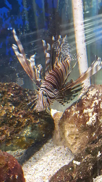 The Preferred Aquatics Collection Picture 8