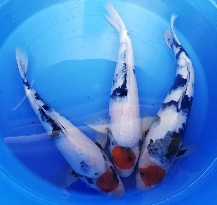 Arie Koi Shop Picture 6