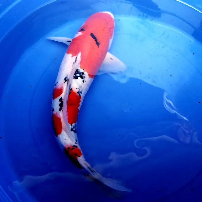 Arie Koi Shop Picture 4