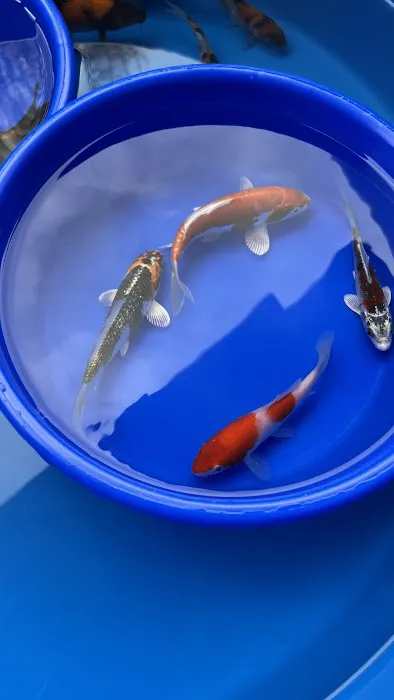 Arie Koi Shop Picture 5