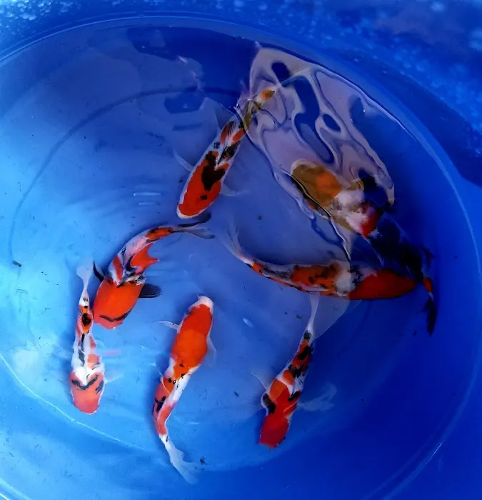 Arie Koi Shop Picture 7