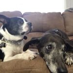 Hillendale Animal Hospital