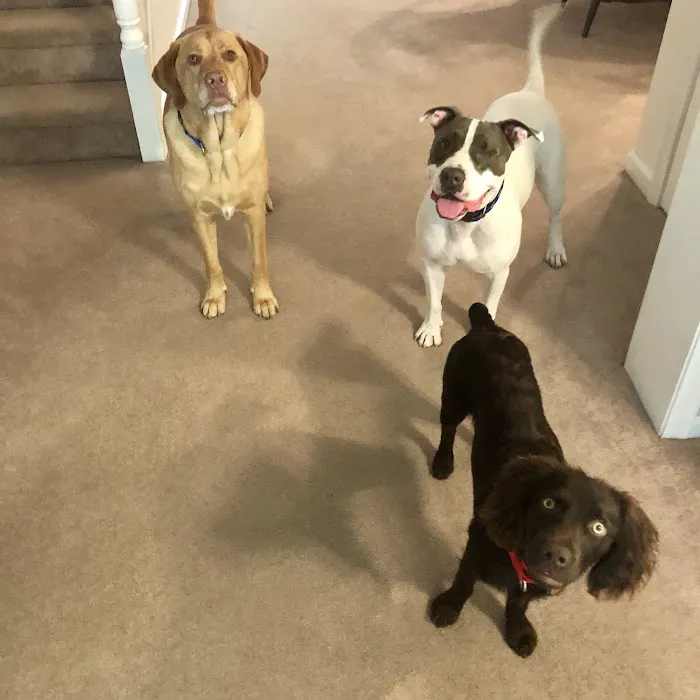Hillendale Animal Hospital Picture 6