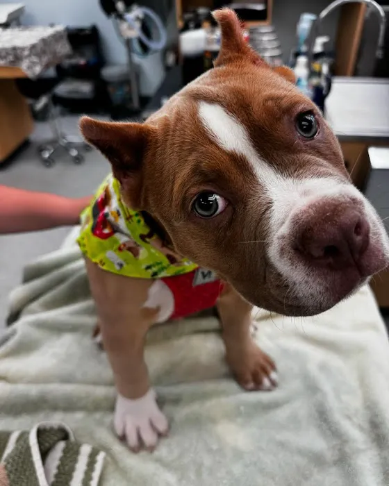 Essex Middle River Veterinary Center Picture 4