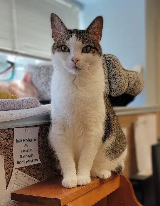 Essex Middle River Veterinary Center Picture 8