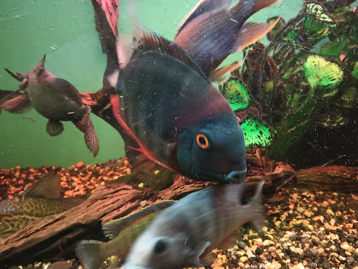 Cunningham Tropicals, LLC Picture 1
