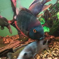 Cunningham Tropicals, LLC ico