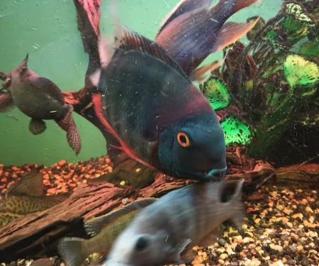 Cunningham Tropicals, LLC