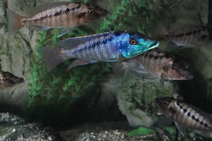 Cunningham Tropicals, LLC Picture 7