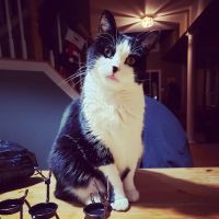 Academy Animal Hospital ico