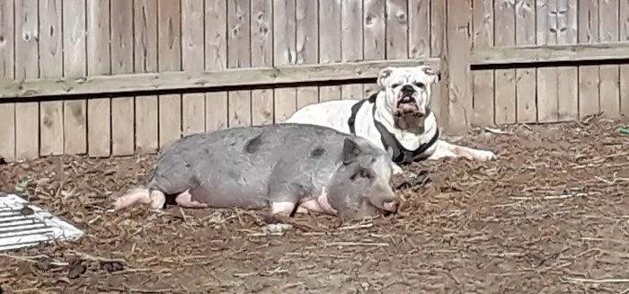 Academy Animal Hospital Picture 3