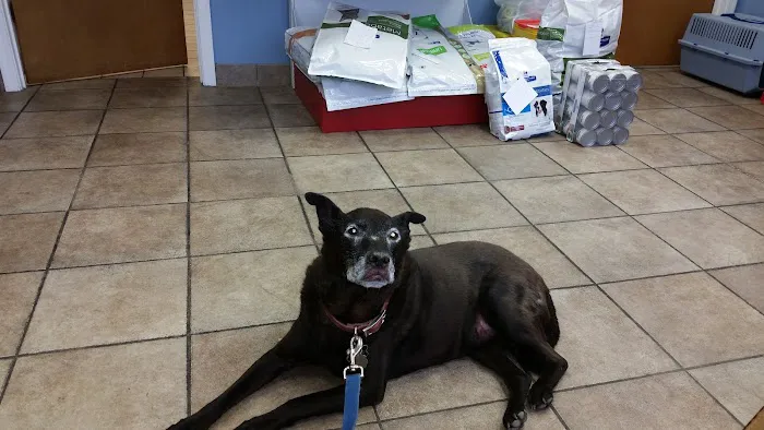 Academy Animal Hospital Picture 7
