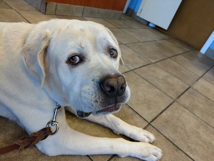 Academy Animal Hospital Picture 4