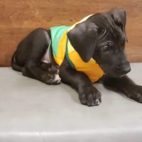 Main Street Veterinary Hospital ico