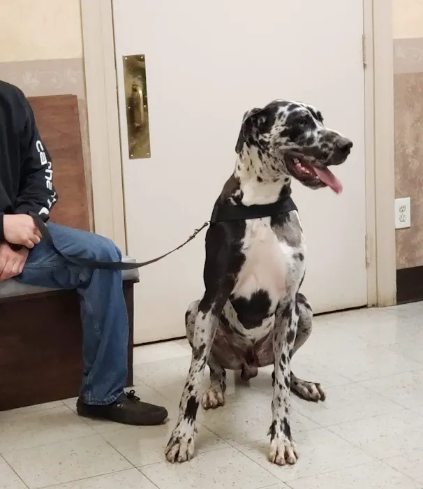 Main Street Veterinary Hospital Picture 2