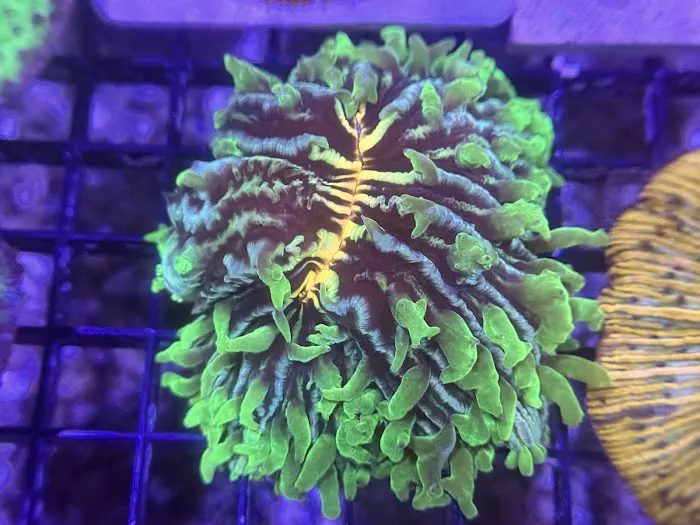 Coral King’s LLC Picture 1