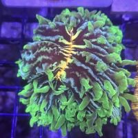 Coral King’s LLC ico