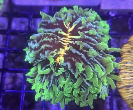 Coral King’s LLC